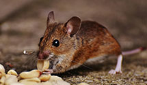 24 Hour & Emergency Exterminators in Vandalia, IL